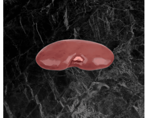Pigs Kidney each